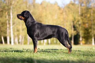 Rodog's Decrux Rodog's Decrux