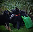 Kennel Ad-Gür Wurf - X