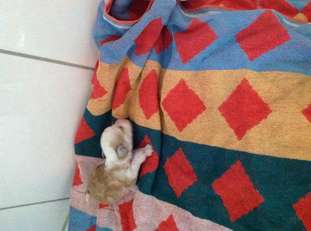 Frendor's Q Frendor's Q