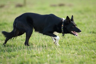 Whitemoorborders Joey Whitemoorborders Joey