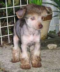 Natty Cin-cin Pet Natty Cin-cin Pet