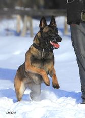 Ice Jaws Korsa Ice Jaws Korsa