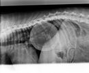 spine xray - 2021 - 2.JPG