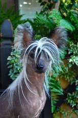 Olivera's Dress You Up In My Love Olivera's Dress You Up In My Love