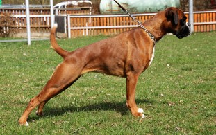 Tessa von der Boxer-Meute Tessa von der Boxer-Meute