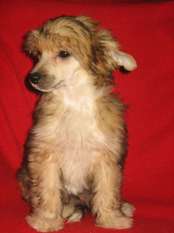 Petty Cin-cin Pet Petty Cin-cin Pet