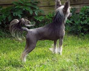 Be My Dog's God Knows I'm Good Be My Dog's God Knows I'm Good
