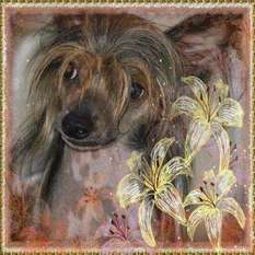 Saffie Sarder Of Gizzy's Home Saffie Sarder Of Gizzy's Home