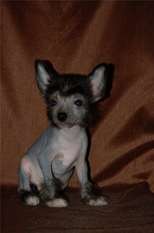 Puppy East Sharm Puppy East Sharm