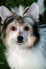 Dogland Happy Amadey Dogland Happy Amadey