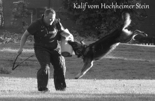 Kalif vom Hochheimer Stein Kalif vom Hochheimer Stein