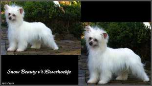 Snow Beauty V't Lisserhoekje Snow Beauty V't Lisserhoekje