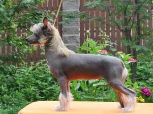 Zholesk Top Copy Zholesk Top Copy