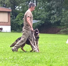 Ivy vom Spitzenhund Ivy vom Spitzenhund
