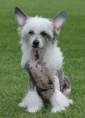 Debbie Little Gangstadogs Debbie Little Gangstadogs