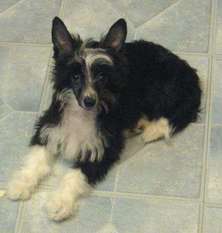 Princess Belle Doggie Leibow Princess Belle Doggie Leibow