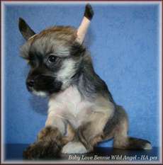 Baby Love Bennie Wild Angel Baby Love Bennie Wild Angel