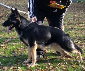 Aslan vom Wällerhorst Aslan vom Wällerhorst