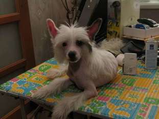 Elenline Iskrenne Vash Elenline Iskrenne Vash