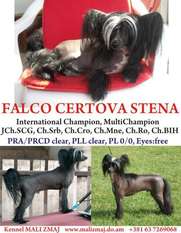 Falco Certova Stena Falco Certova Stena