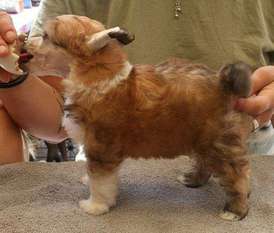Denize'z Gizmo'z Prinzezz Fiona Denize'z Gizmo'z Prinzezz Fiona