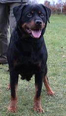 Antonett vom Schwarzen Milan Antonett vom Schwarzen Milan