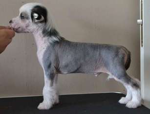Fabulous Dogs U Smile Fabulous Dogs U Smile