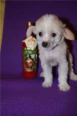 Madonna Luiza Veronika Chikkone Madonna Luiza Veronika Chikkone