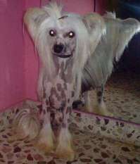 Bamby De Caroliange Bamby De Caroliange