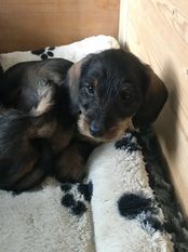 Oscar WD 6413679 Oscar WD 6413679