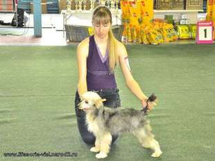 Shkoda Oktavia Evrolain Shkoda Oktavia Evrolain