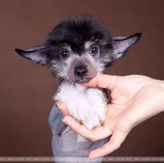 Dogland Happy Mishel Abama Dogland Happy Mishel Abama