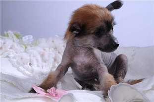 Rus Terra Tsin-lun Rus Terra Tsin-lun