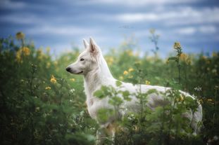 Be Cute my White Working Secret Be Cute my White Working Secret