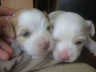 Astriks Astriks