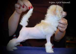 Irgen Gold Punto Danza Irgen Gold Punto Danza