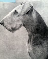 Falk von der Heimaterde Falk von der Heimaterde