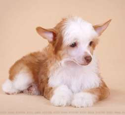Dogland Happy Red Rein Dogland Happy Red Rein