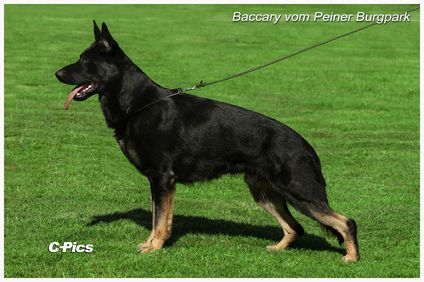 Baccary vom Peiner Burgpark Baccary vom Peiner Burgpark