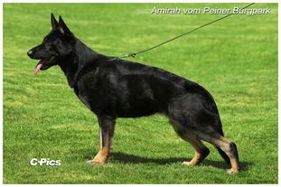 Amirah vom Peiner Burgpark Amirah vom Peiner Burgpark