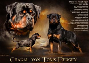 Chakal von Tonis Bergen Chakal von Tonis Bergen
