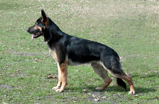 Diego vom Alten Bernauer Heerweg Diego vom Alten Bernauer Heerweg