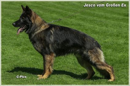 Jesco vom Großen Ex Jesco vom Großen Ex