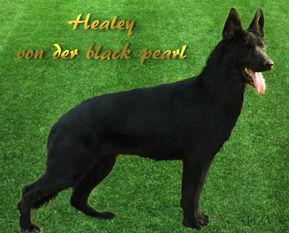 Healey von der black pearl Healey von der black pearl