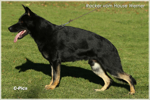 Racker vom Hause Werner Racker vom Hause Werner