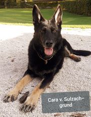 Cara vom Sulzachgrund Cara vom Sulzachgrund