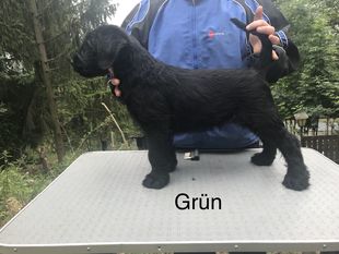 Yukon von der Stumpfenburg Yukon von der Stumpfenburg