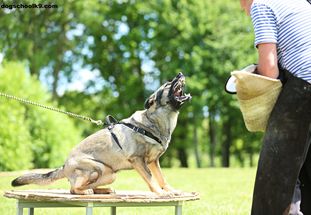 Justice European K9 training base Justice European K9 training base