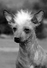 Highclass Hairless Victoria Highclass Hairless Victoria