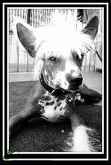 Mister Skin Head De Bullack Mister Skin Head De Bullack